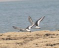 /album/photogallery/oystercatcher-6-jpg/
